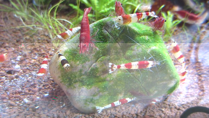 alles nur für diese Kameraden