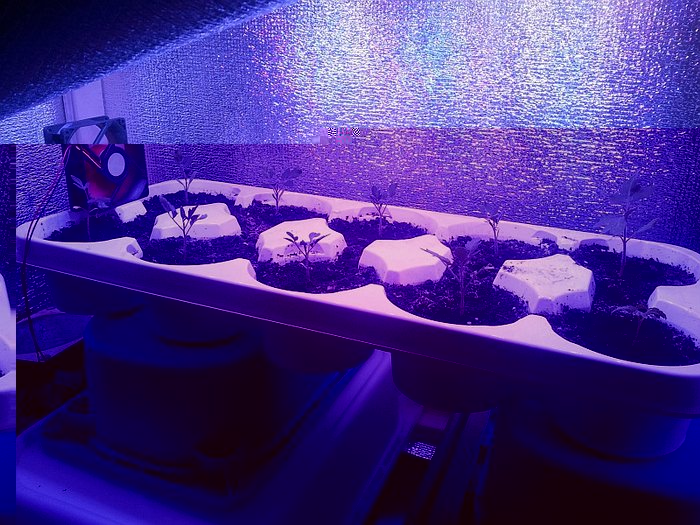 Die Tomaten